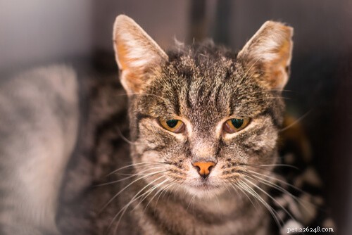 10 Life‑Threatening Diseases Every Cat Owner Should Know