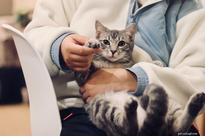 10 Life‑Threatening Diseases Every Cat Owner Should Know