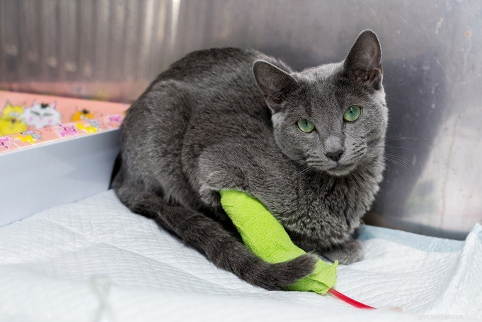 10 Life‑Threatening Diseases Every Cat Owner Should Know