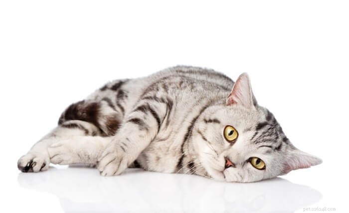 Albon for Cats: Dosage, Safety, and Common Side Effects