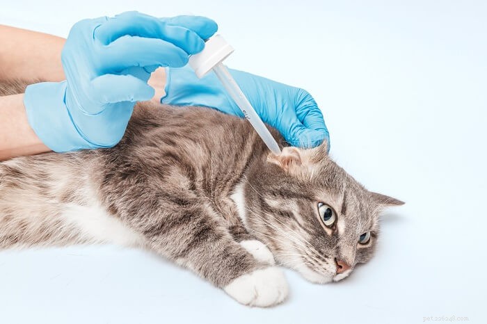 Animax for Cats: Proper Dosage, Safety, and Side Effects