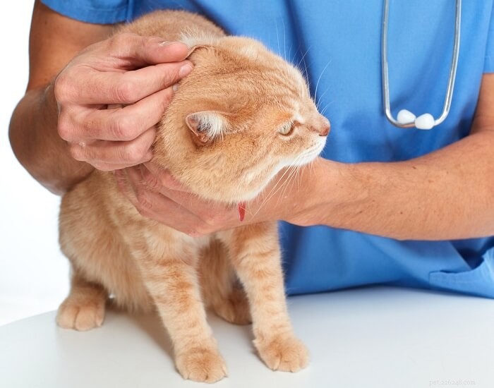 Animax for Cats: Proper Dosage, Safety, and Side Effects
