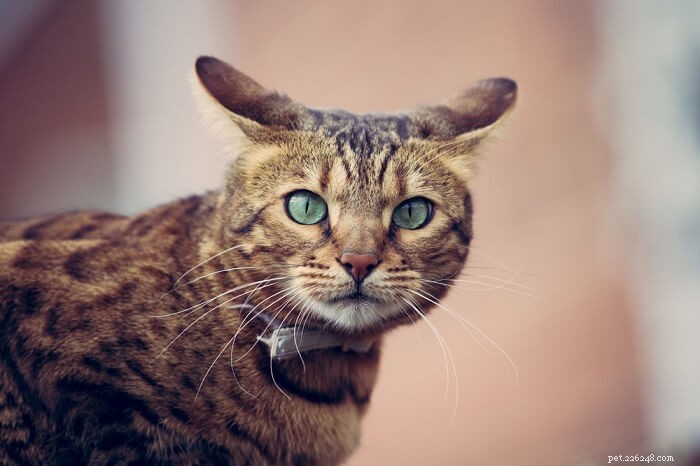 Animax for Cats: Proper Dosage, Safety, and Side Effects