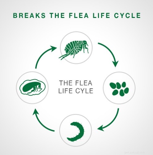 Advantage for Cats: Safe, Effective Flea Treatment & Prevention