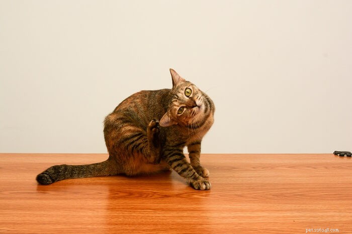 Advantage for Cats: Safe, Effective Flea Treatment & Prevention