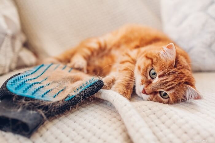 Cheristin for Cats: Trusted Monthly Flea Treatment – Dosage, Safety & Side Effects