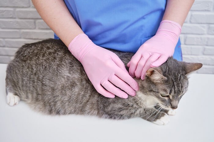 Bravecto Plus for Cats: Dosage, Safety, and Side Effects Explained