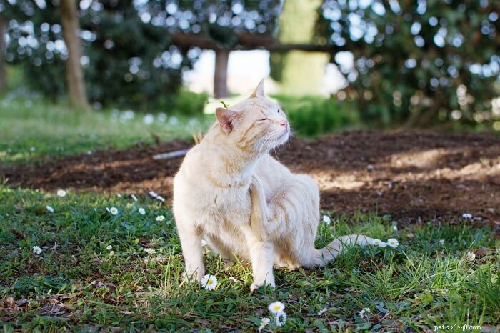 Bravecto for Cats: Dosing, Safety, and Side Effect Guide