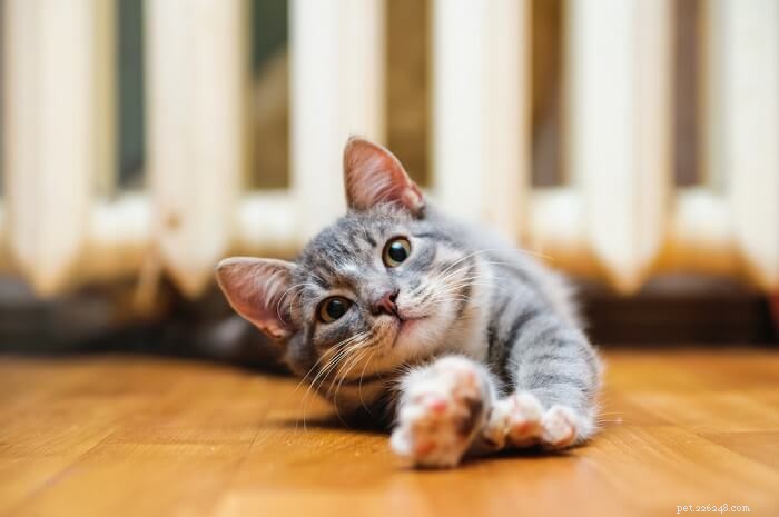 Cat Back Leg Collapse: Causes, Symptoms & Effective Treatments