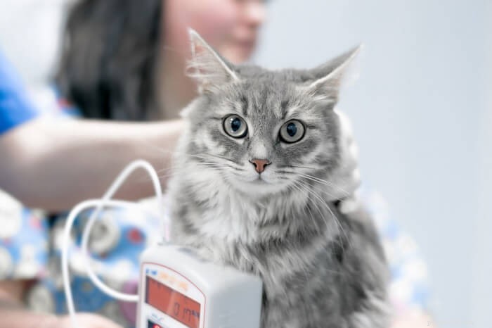 Cat Bloodwork Explained: Tests, Normal Ranges, Costs & Why Your Vet Recommends It