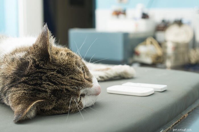 Cat Bloodwork Explained: Tests, Normal Ranges, Costs & Why Your Vet Recommends It