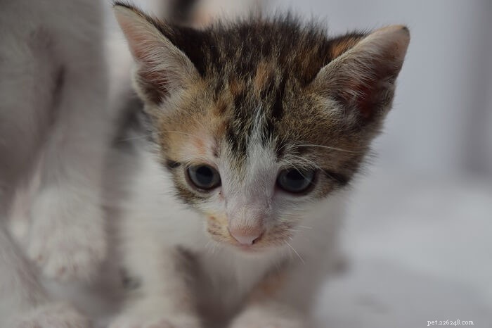 Amitriptyline for Cats: Safe Dosage, Side Effects, and Usage Guide