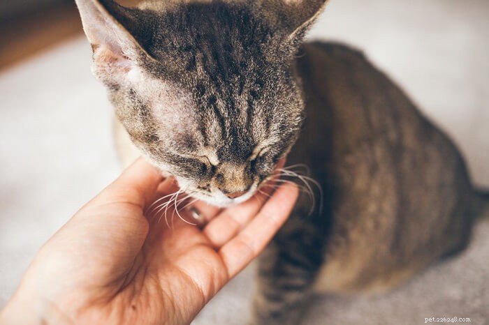 Amantadine in Cats: Safe Dosage, Effectiveness, and Side Effects Explained