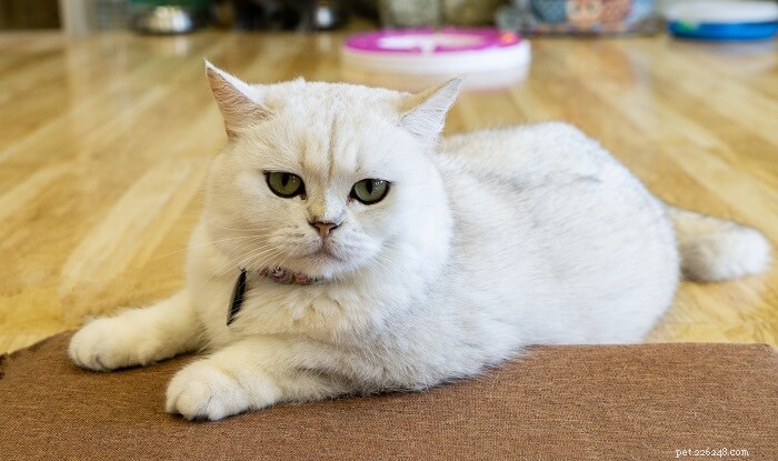 How Long Do Cats Live? Expert Insights on Cat Lifespan & Care