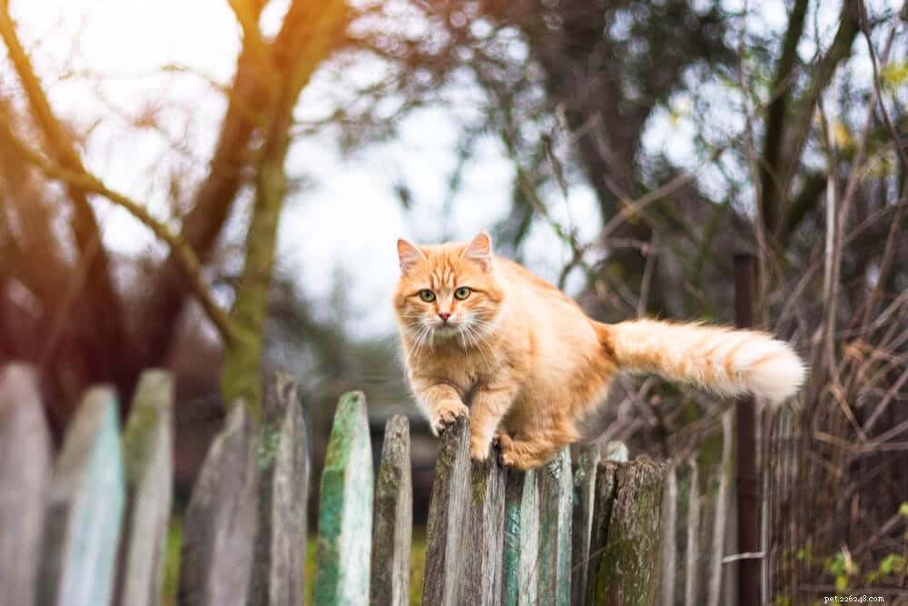 How Long Do Cats Live? Expert Insights on Cat Lifespan & Care