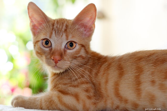 Is Almond Milk Safe for Cats? A Guide to Cat-Friendly Alternatives