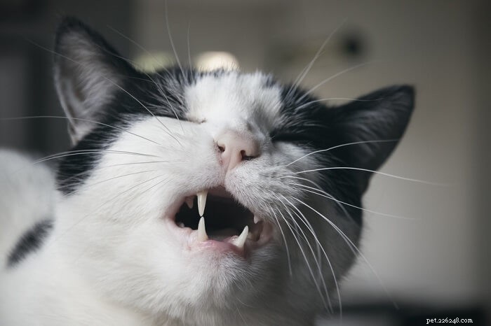 6 Vet-Approved Remedies to Relieve Your Cat’s Pain