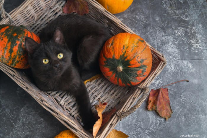 Pumpkin for Cats: Safe, Nutritious, and Delicious