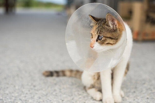 Cat Spay & Neuter Costs: A Trusted Guide to Your Pet s Health