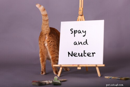 Cat Spay & Neuter Costs: A Trusted Guide to Your Pet s Health