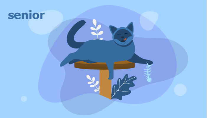 Ultimate Cat Nutrition Guide: From Kitten to Senior – Expert Feeding Tips
