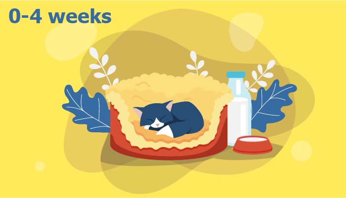 Ultimate Cat Nutrition Guide: From Kitten to Senior – Expert Feeding Tips