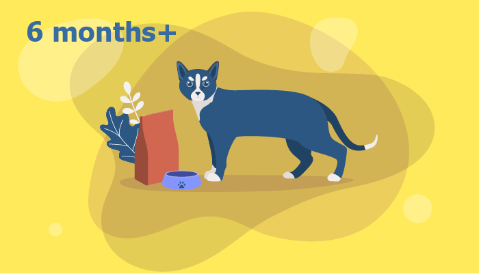 Ultimate Cat Nutrition Guide: From Kitten to Senior – Expert Feeding Tips