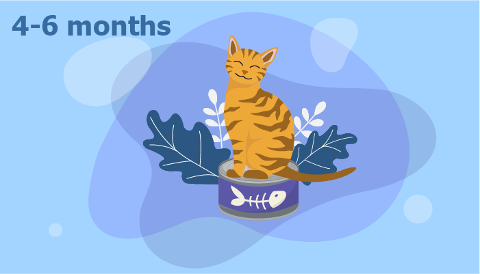 Ultimate Cat Nutrition Guide: From Kitten to Senior – Expert Feeding Tips