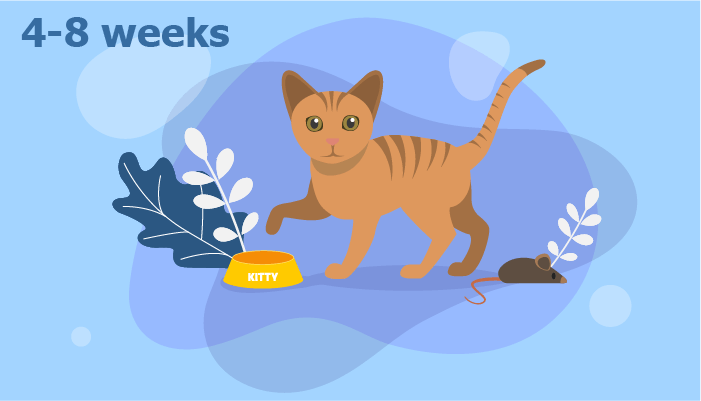 Ultimate Cat Nutrition Guide: From Kitten to Senior – Expert Feeding Tips