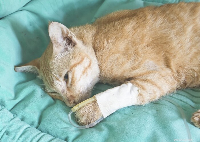Expert Guide to Fluid Therapy for Cats