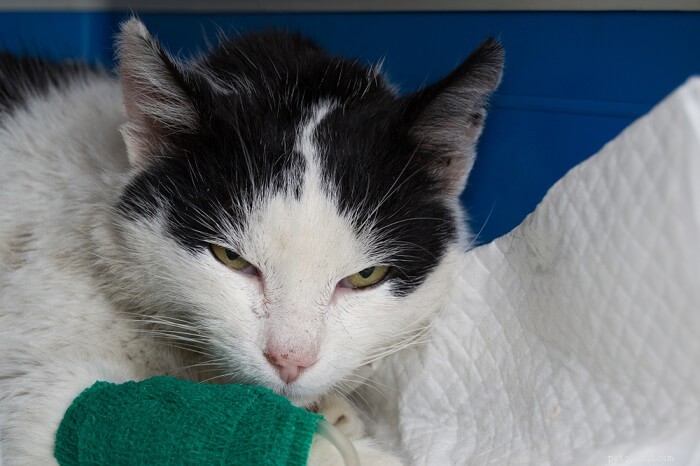 Expert Guide to Fluid Therapy for Cats