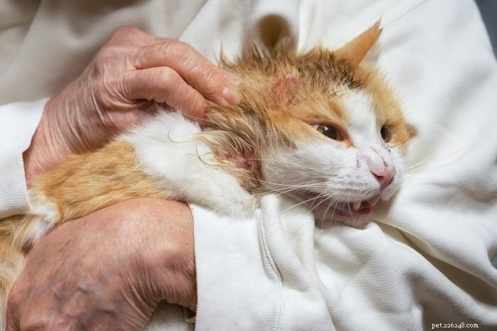 Understanding and Treating Common Skin Issues in Cats