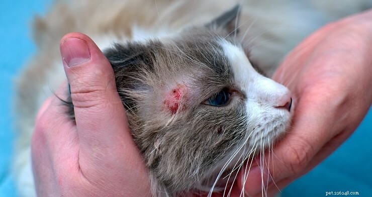 Understanding and Treating Common Skin Issues in Cats