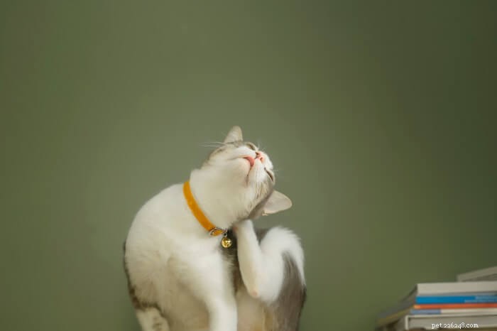 Understanding and Treating Common Skin Issues in Cats