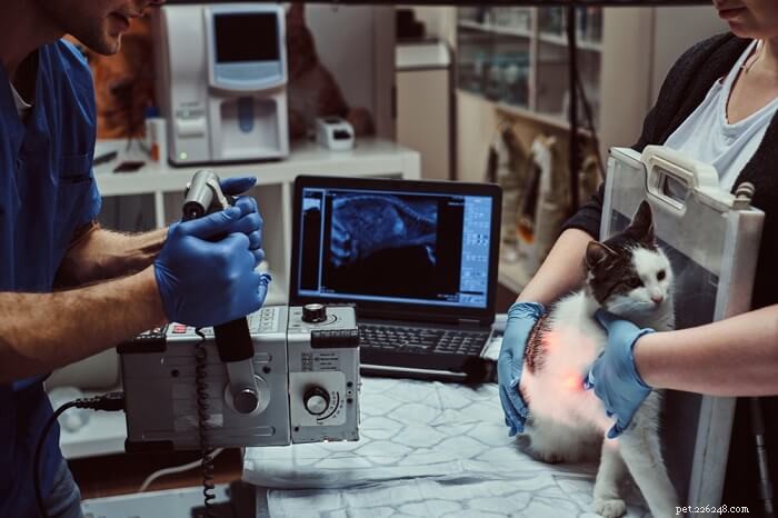 Cat X-Ray Cost Guide: What to Expect