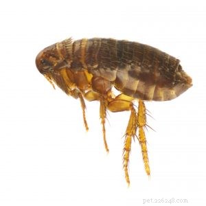 Top 5 Proven Flea Treatments for Cats – Safe, Effective, and Easy to Use