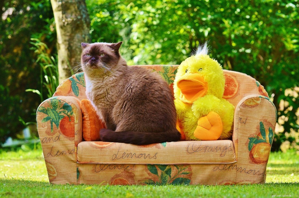 5 Must-See Funny Cat Videos That Will Make You Laugh Out Loud