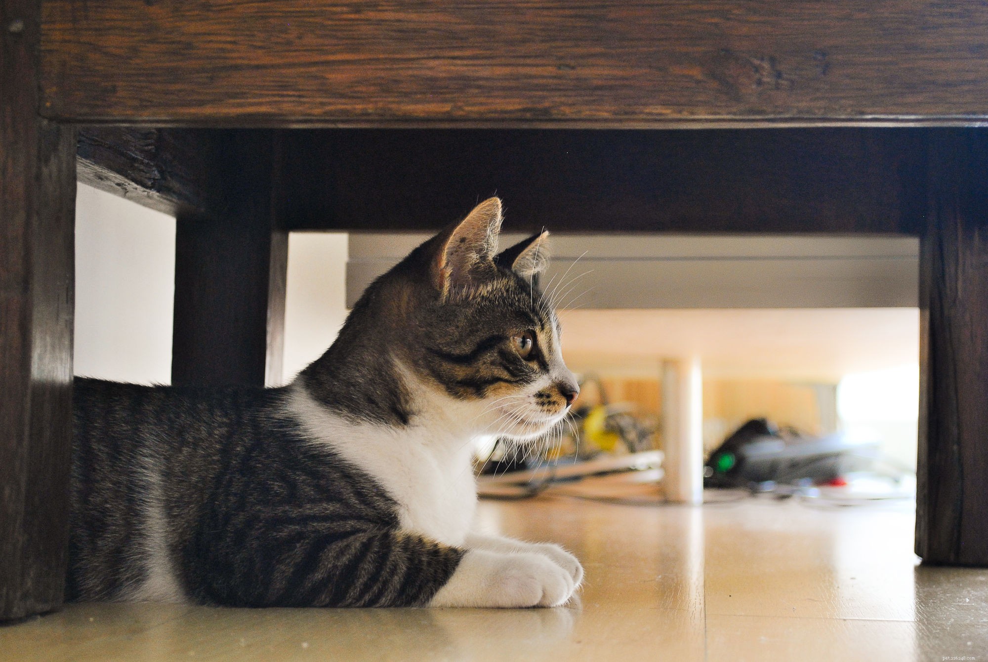 Understanding Hairballs in Pets: Causes, Symptoms, and Prevention Tips