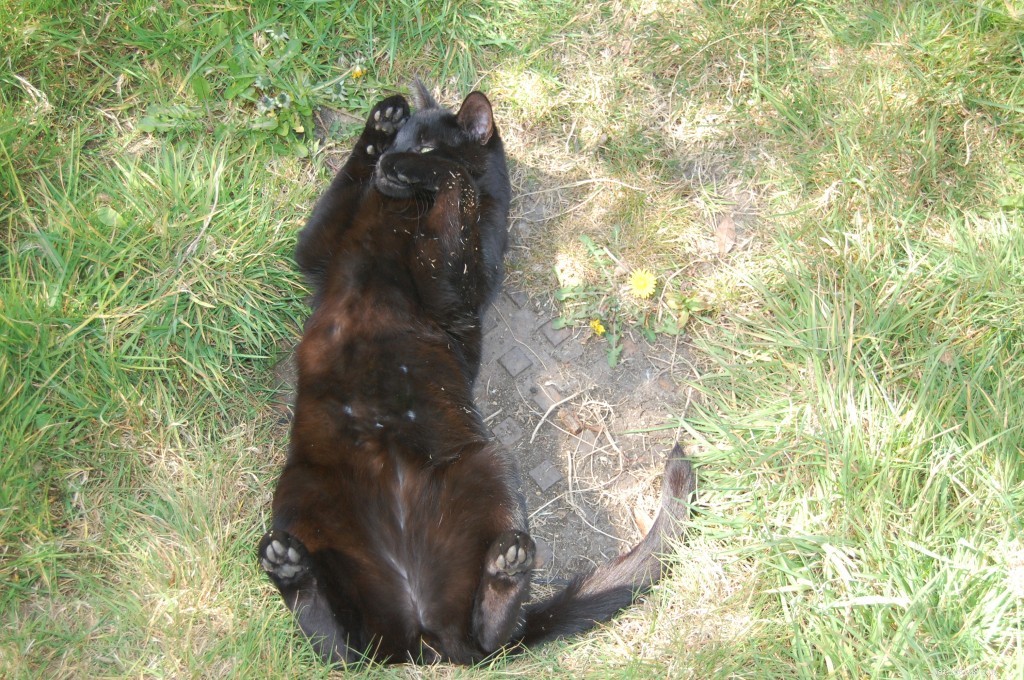 Comprehensive Flea Treatment Guide for Cats: Essential Tips & Solutions