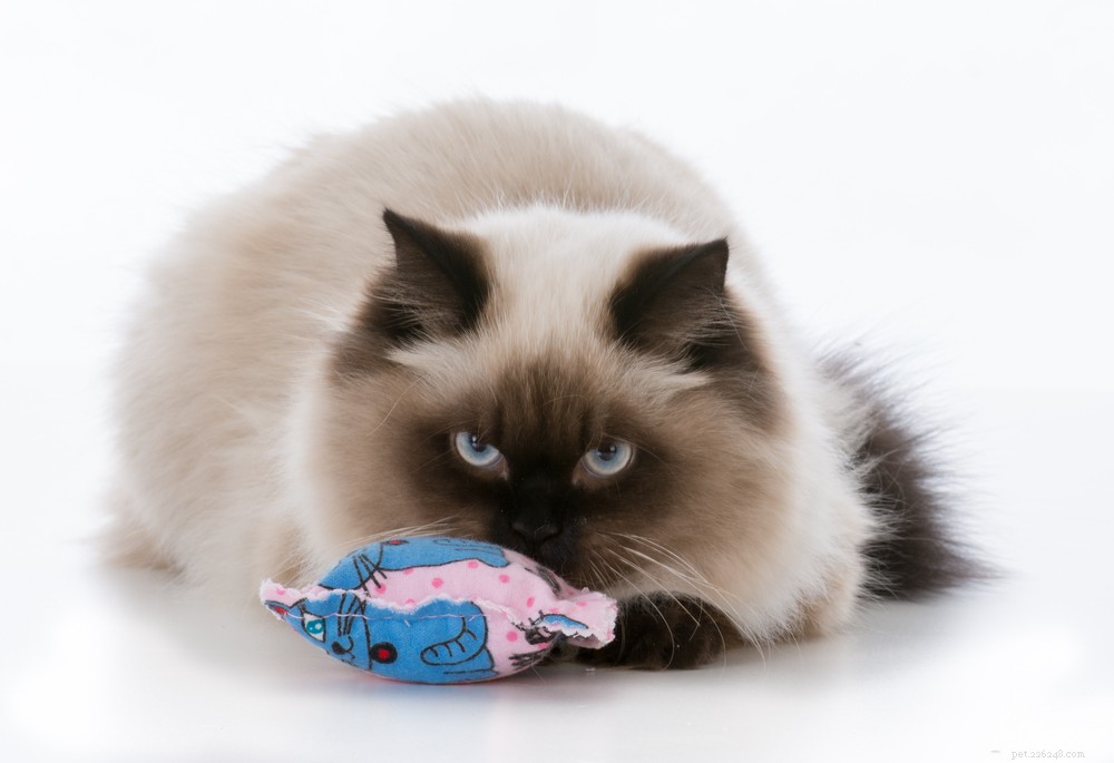 The Complete Guide to Catnip: What It Is, How It Works, and Expert Answers