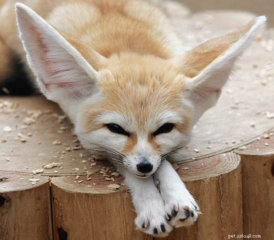 7 Uncommon Pets You’ll Love to Own