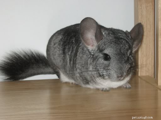 7 Uncommon Pets You’ll Love to Own