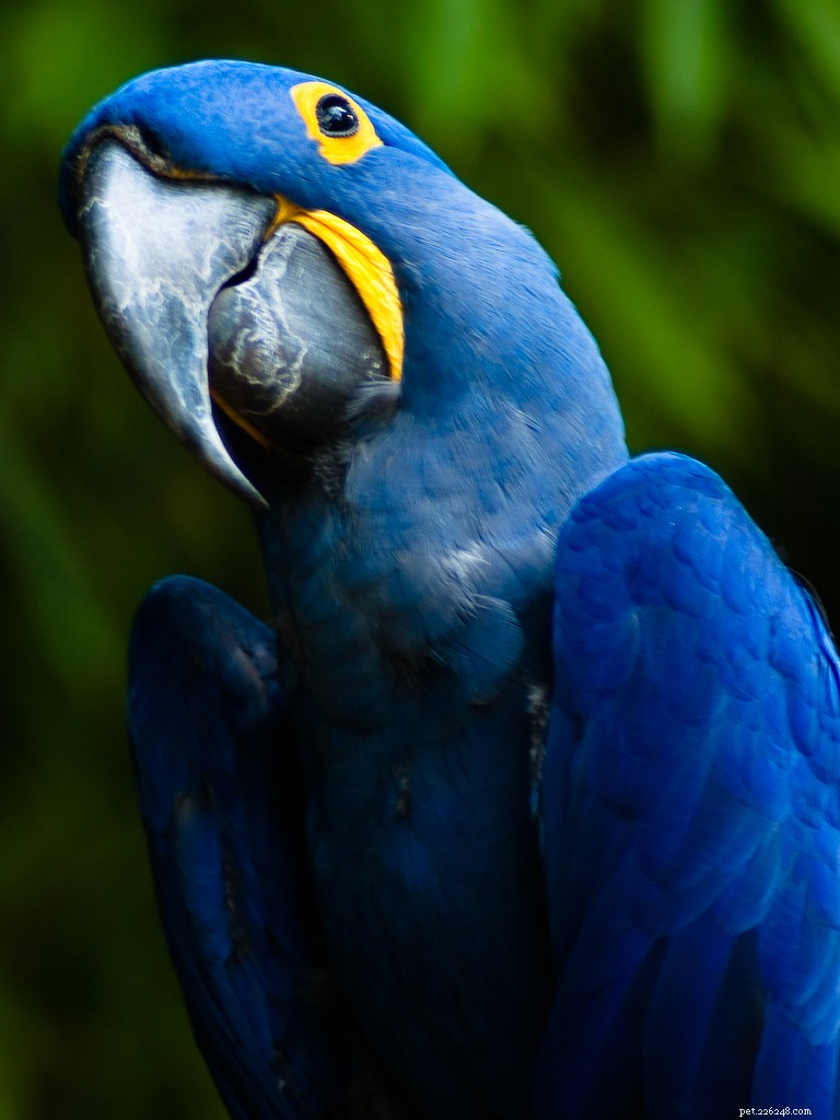 7 Uncommon Pets You’ll Love to Own