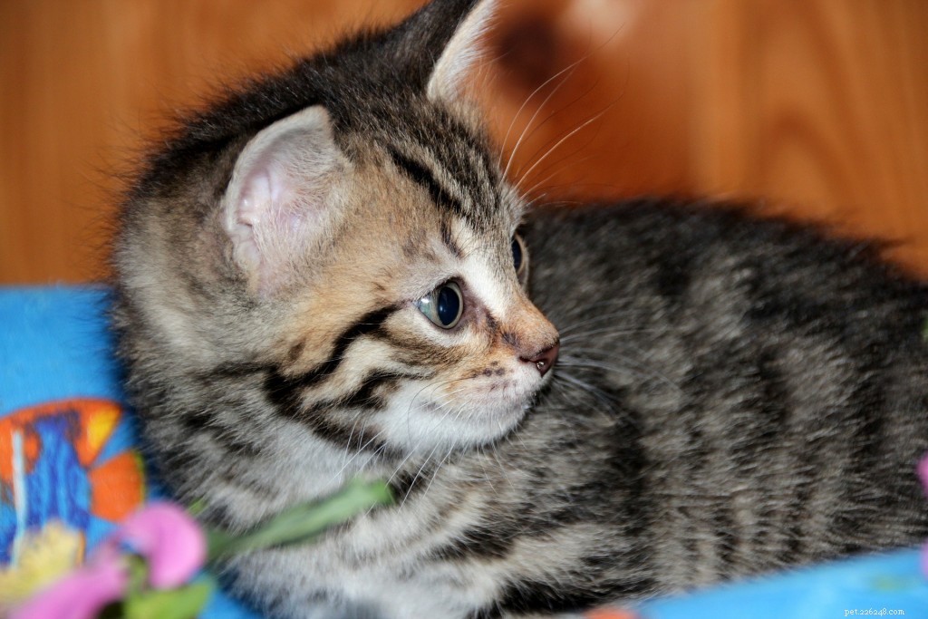 The Complete Guide to Cat Neutering: Benefits, Timing, and Care