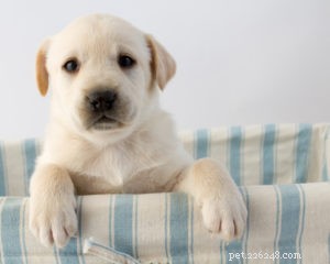 Essential Steps to Welcome Your New Puppy Home