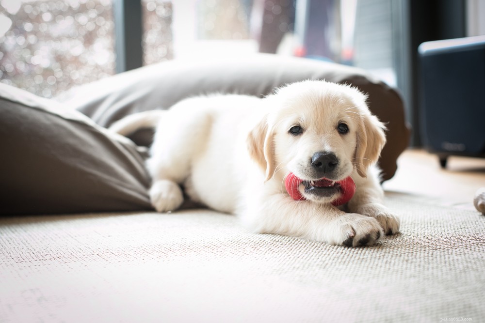 Effective Puppy Toilet Training: A Step-by-Step Guide