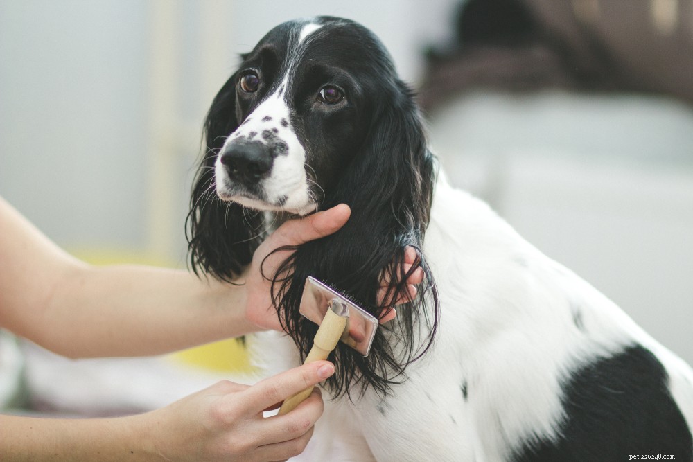 Essential Winter Grooming Tips for Your Dog