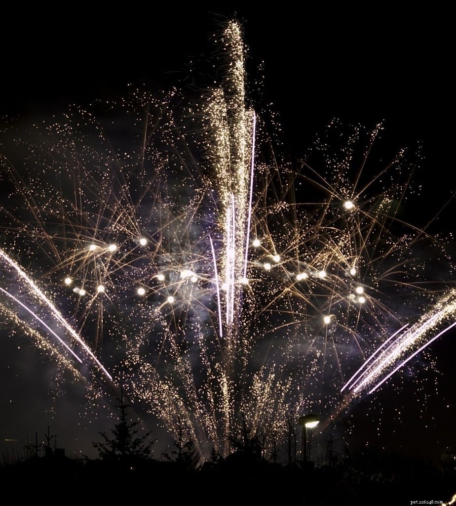 Protect Your Pets During Bonfire Night: Tips to Keep Them Calm