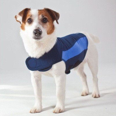 Protect Your Pets During Bonfire Night: Tips to Keep Them Calm