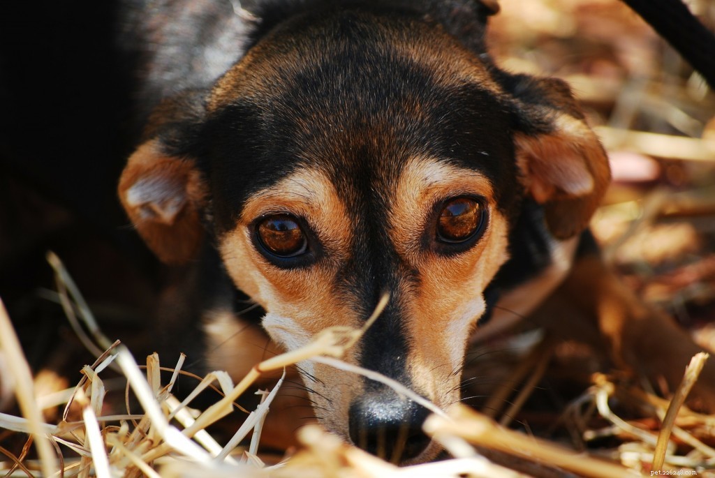 Protect Your Pets During Bonfire Night: Tips to Keep Them Calm